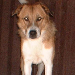 Catel pentru adoptie