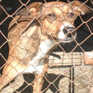 Catel pentru adoptie