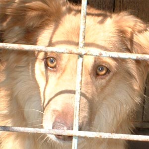 Catel pentru adoptie