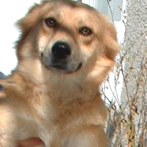 Catel pentru adoptie