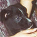 cateluse pentru adoptie