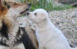 catei pentru adoptie
