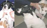 catei pentru adoptie