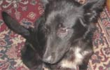 catei pentru adoptie
