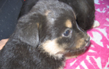 catei pentru adoptie