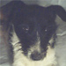 catel pentru adoptie