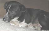 catei pentru adoptie
