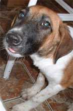 dog adoption