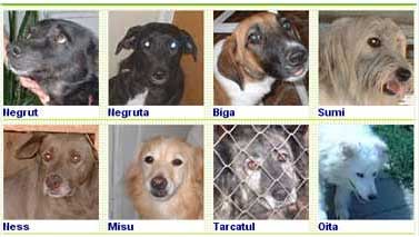 adopta un catel