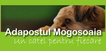 adoptie animale fara stapan