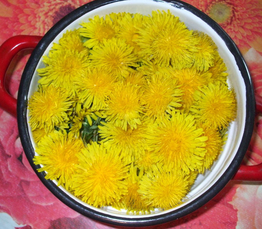 flori de papadie